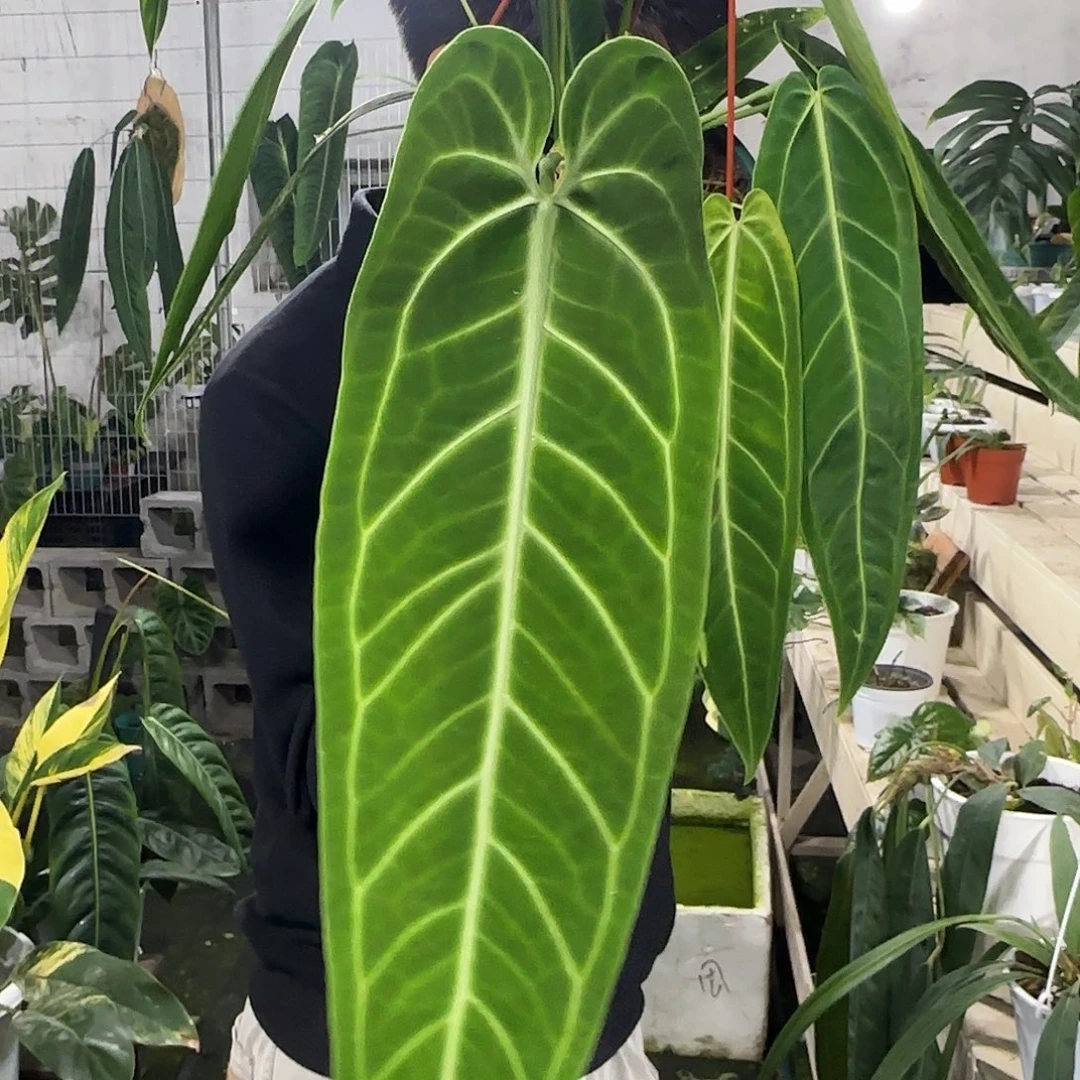 无花朵火鹤后花烛（三颗，叶长52）