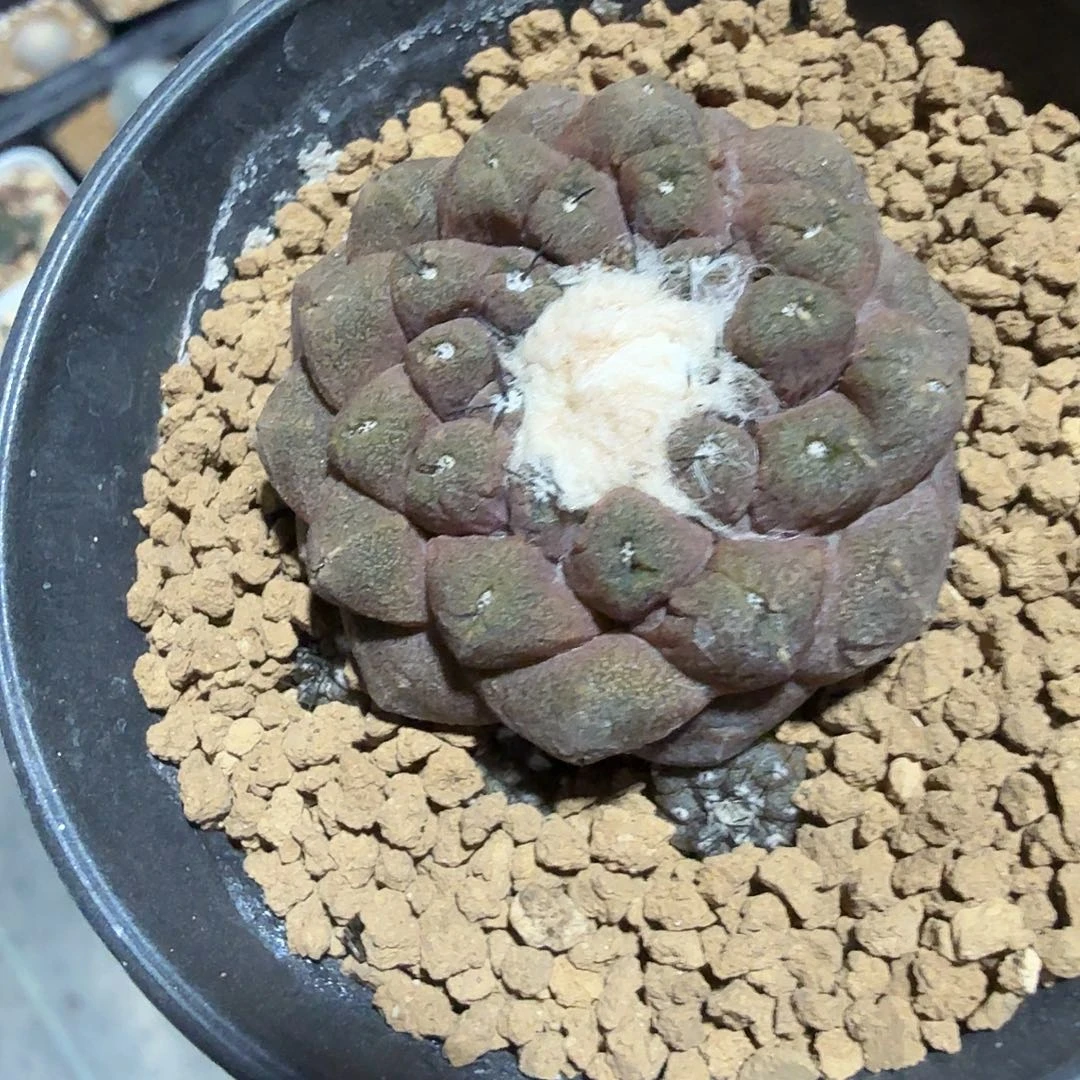 B***K实生蜥蜴皮脱土发货