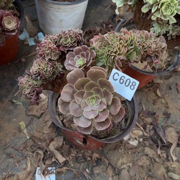欧紫缀多肉植物不包损608