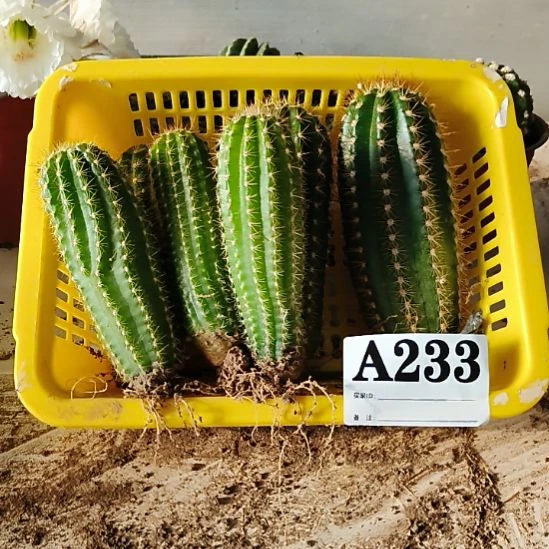 当前无花栽培后可以开花a233
