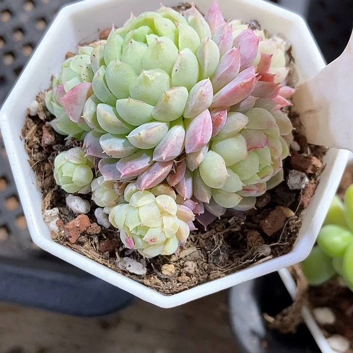 生****光多肉植物1076多肉