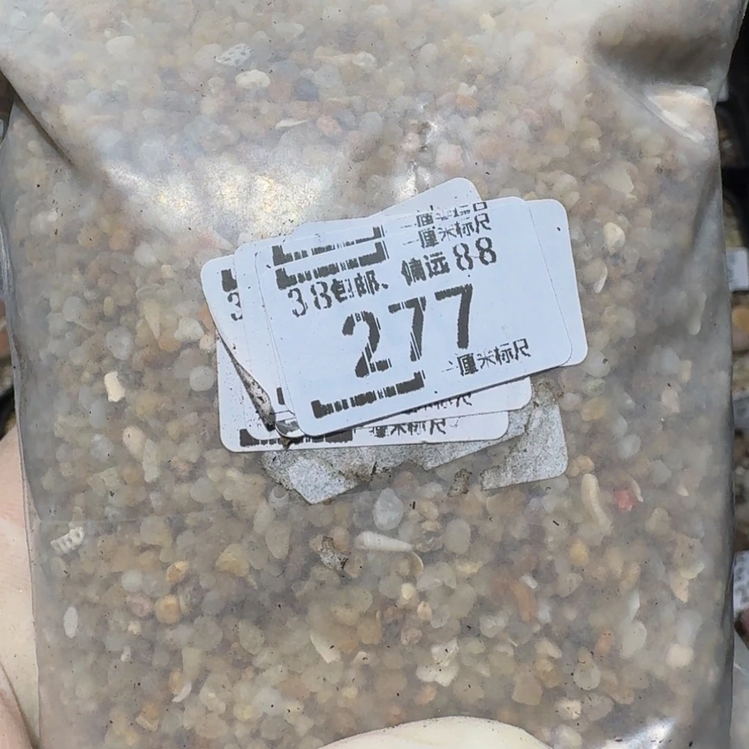 zzzzz生石花肉锥277