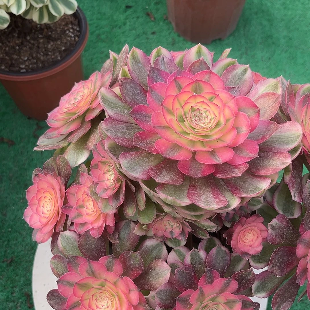 无花朵倾城法师多肉植物漂亮