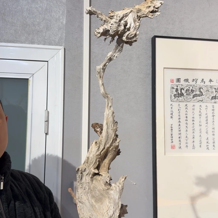 柏木（崖柏）少****）崖柏阿啊阿