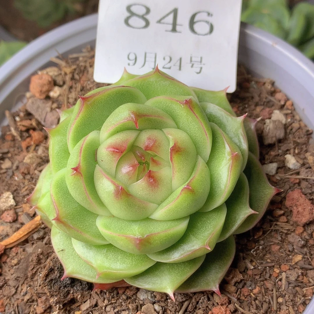 【闪购商品】云846号