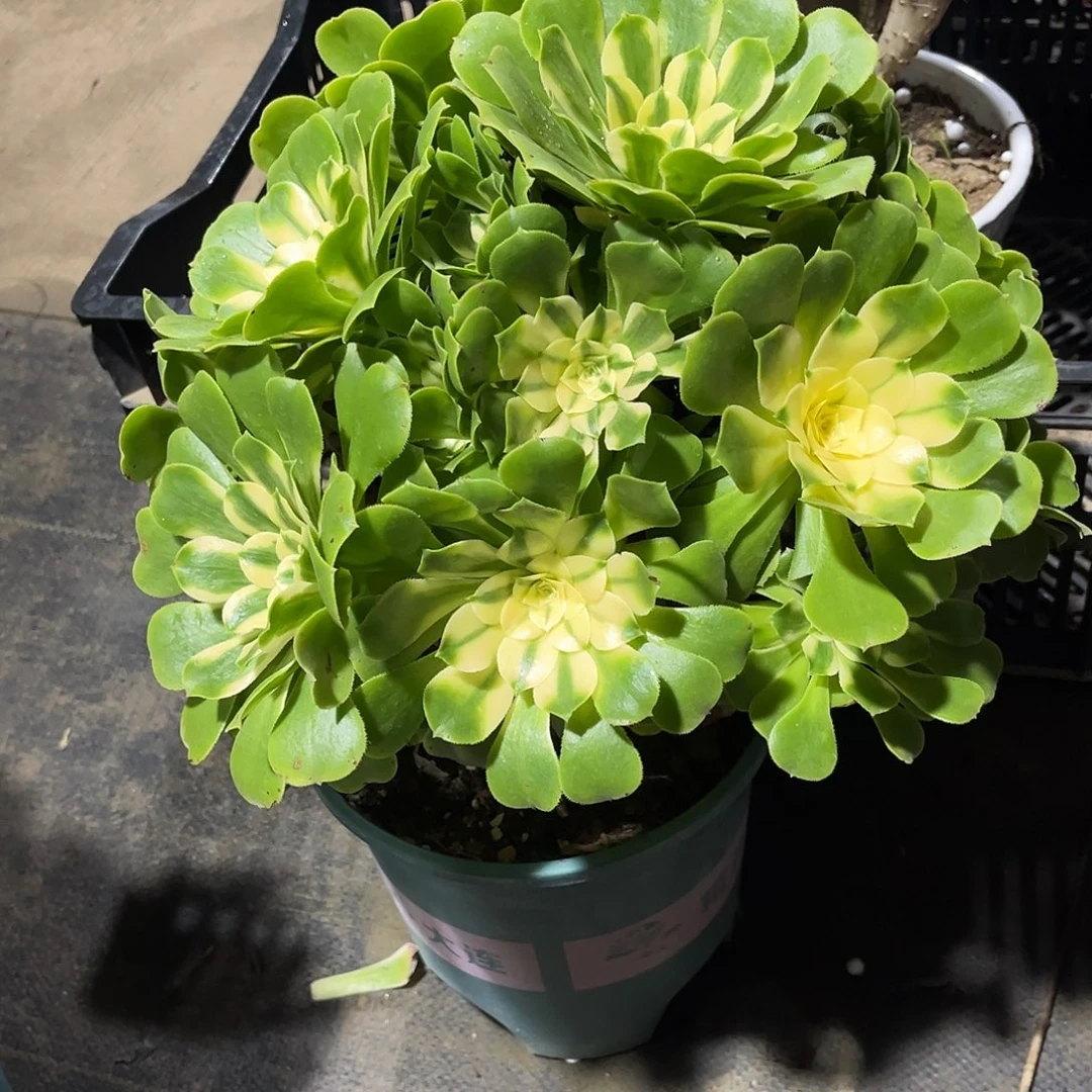 辛尼亚法师漂亮漂亮