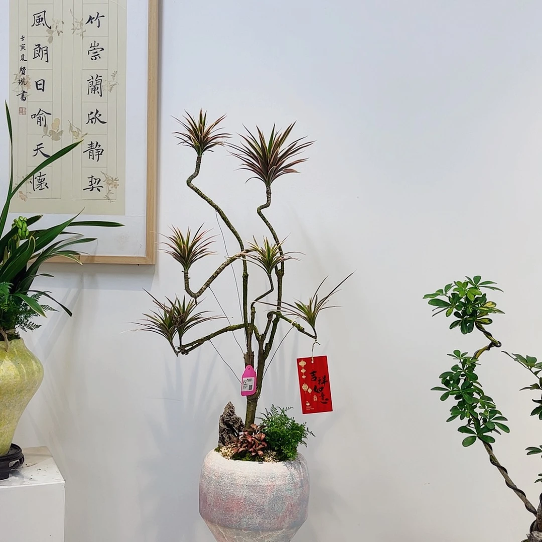 完全开放高端盆景一物一拍