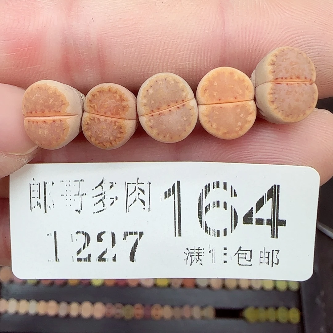 满满18包邮1227-164