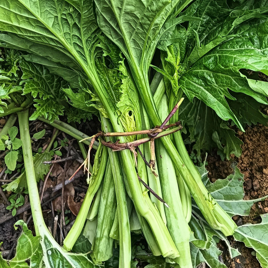 农家蔬菜，青菜，雪里红