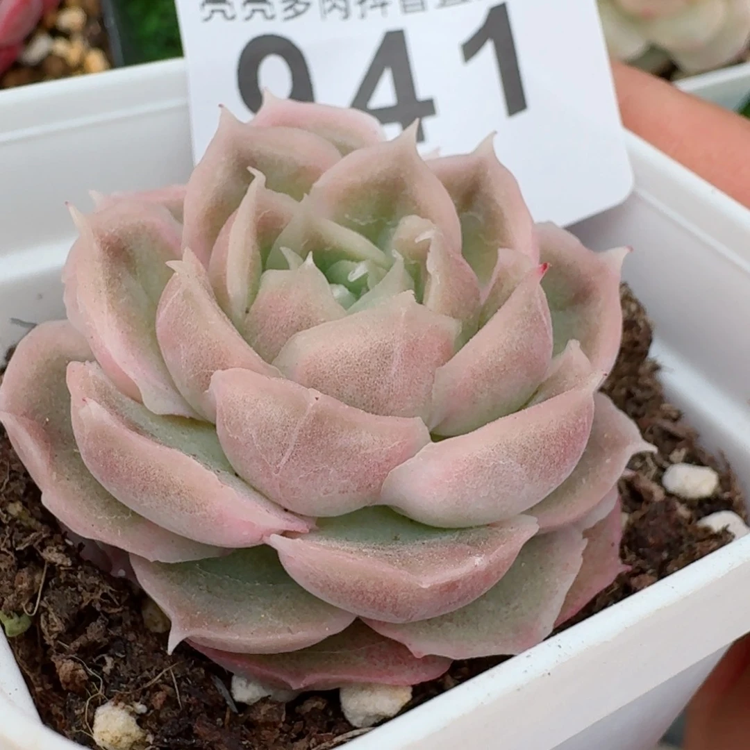 水晶虾饺         精品多肉