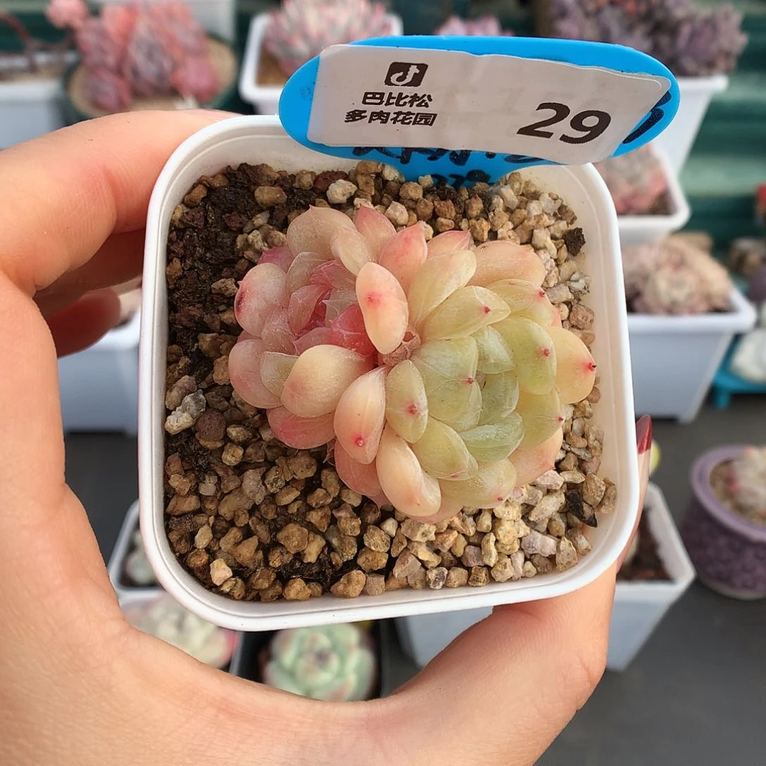 29粉心和黄心异色白色恋人多肉