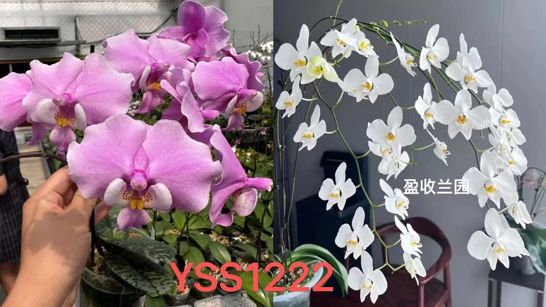 YSS1222 贵族西交香阿妈 1.7寸 苗株 少根 鲜花绿植