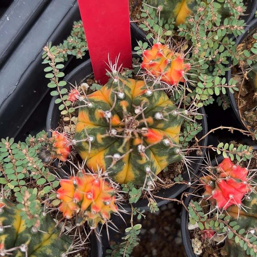 15-0922泰国发货多肉安达曼珍珠