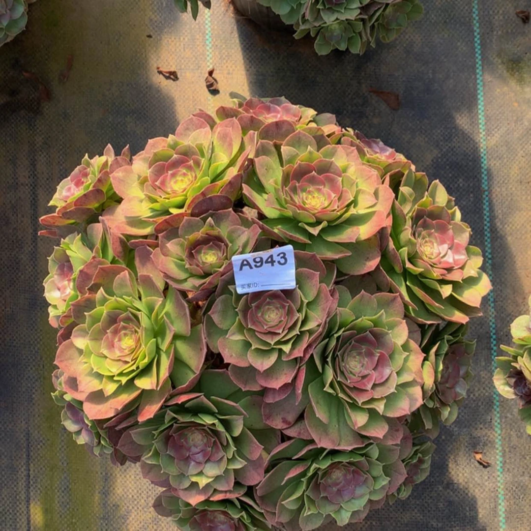 【闪购商品】943万圣节