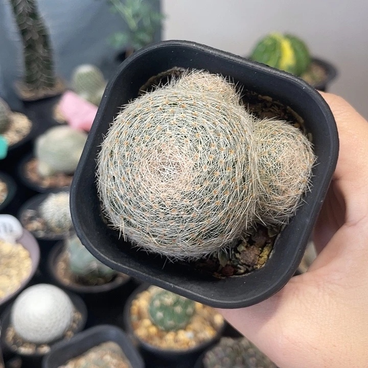 自根白绢仙人球一颗