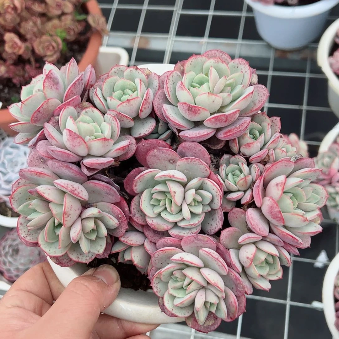 凌波仙子手捧整桩无砍