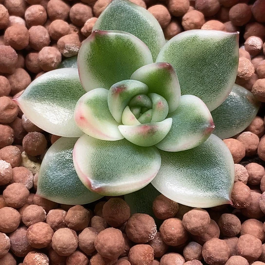月亮石锦一物一拍，
