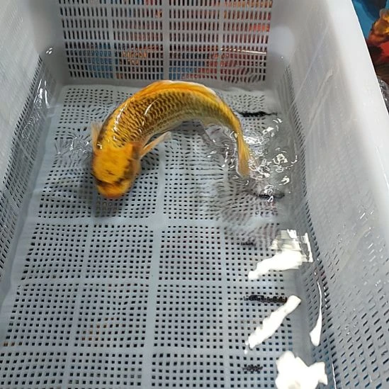 海水鱼锦鲤冷水鱼好养活