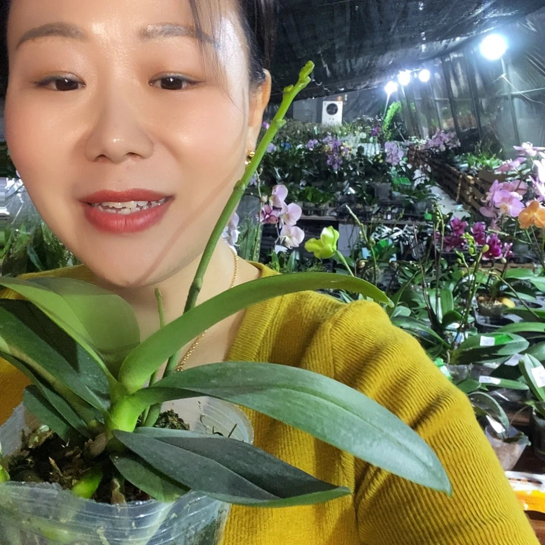 无花朵祥云蝴蝶兰