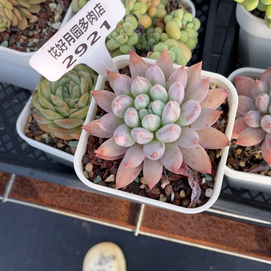 四***开多肉植物2921 一定要拍冷链哦