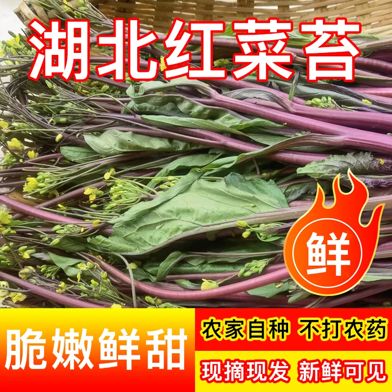 正宗武汉红菜苔农家露天种植红菜苔紫菜苔红油菜现摘现发时令蔬菜