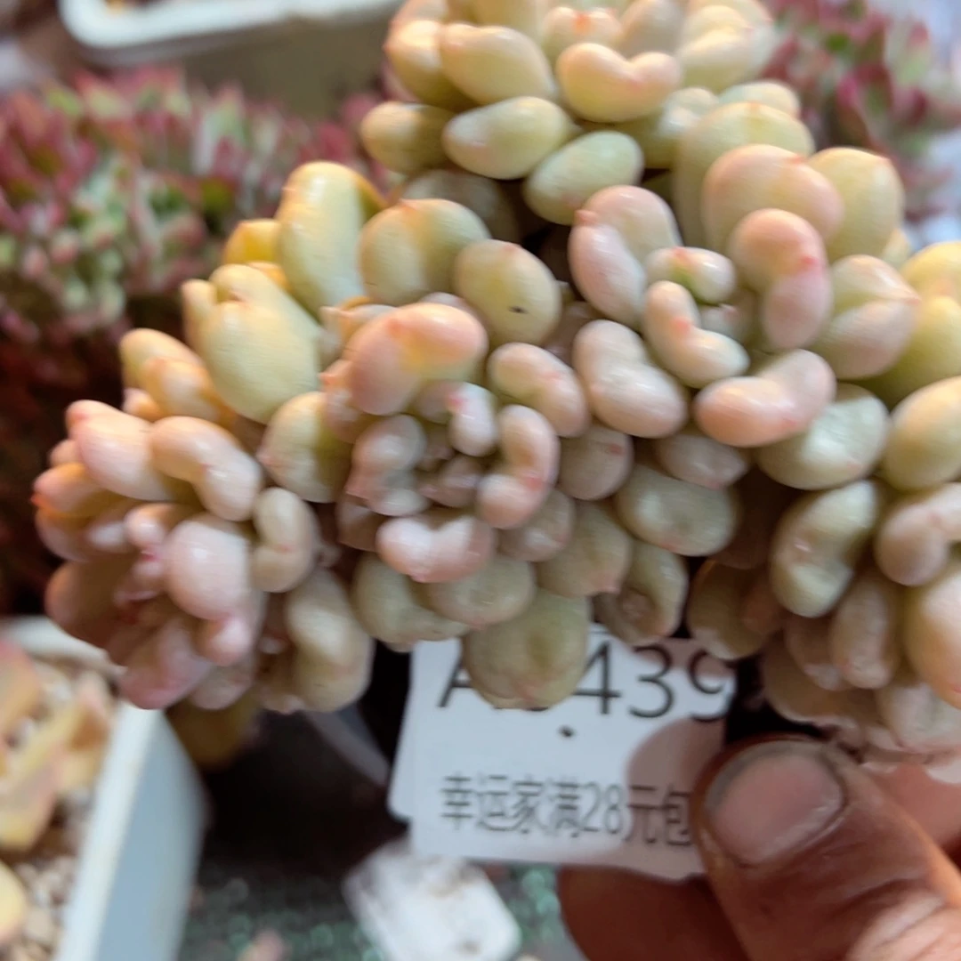 幸运的是我的朋友们