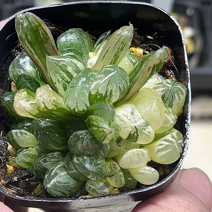 183群生变异红太阳玉露锦