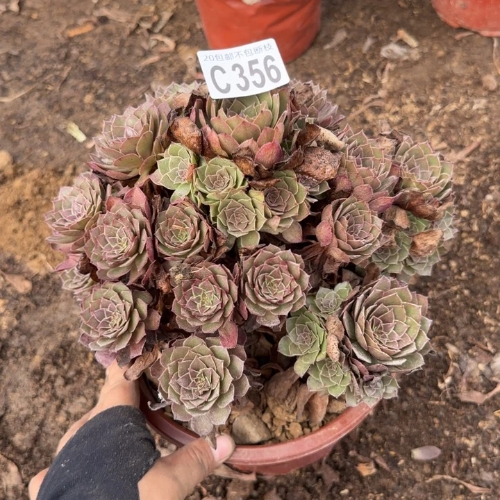 红魔……多肉植物……