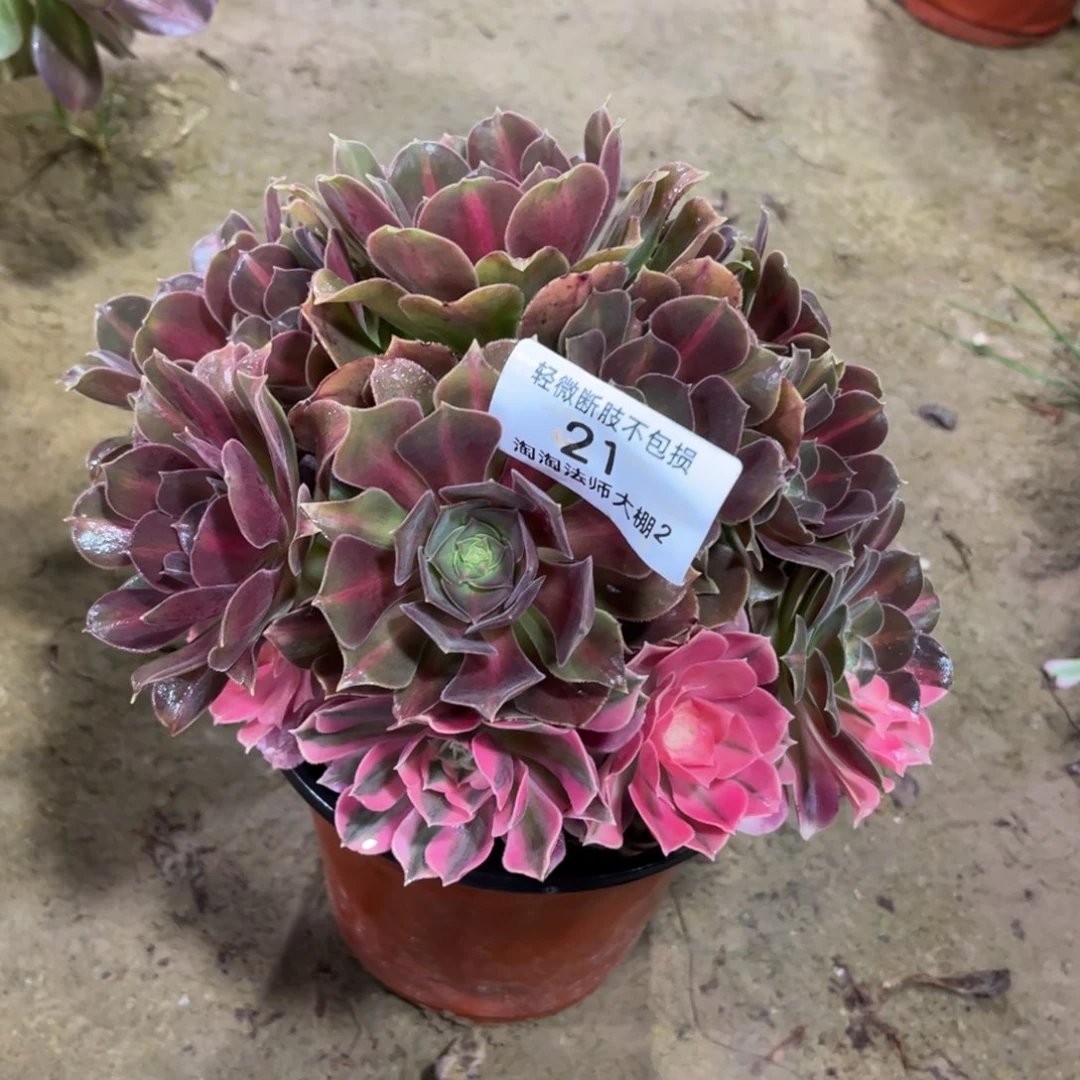 21粉女巫阴阳多肉植物法师