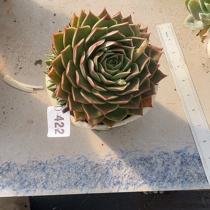 小***哒422思秋多肉植物多肉