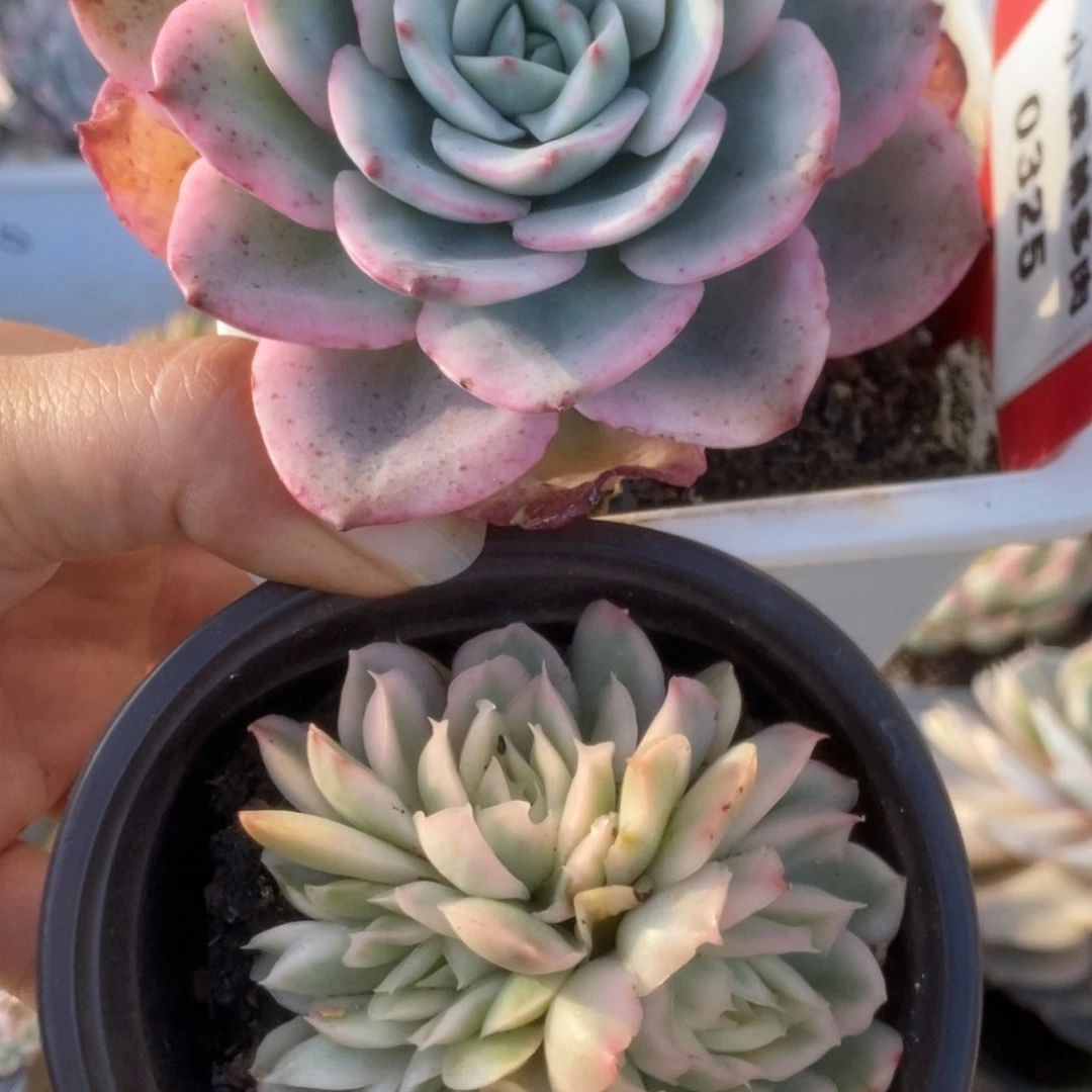 325组合锦锦锦锦锦锦