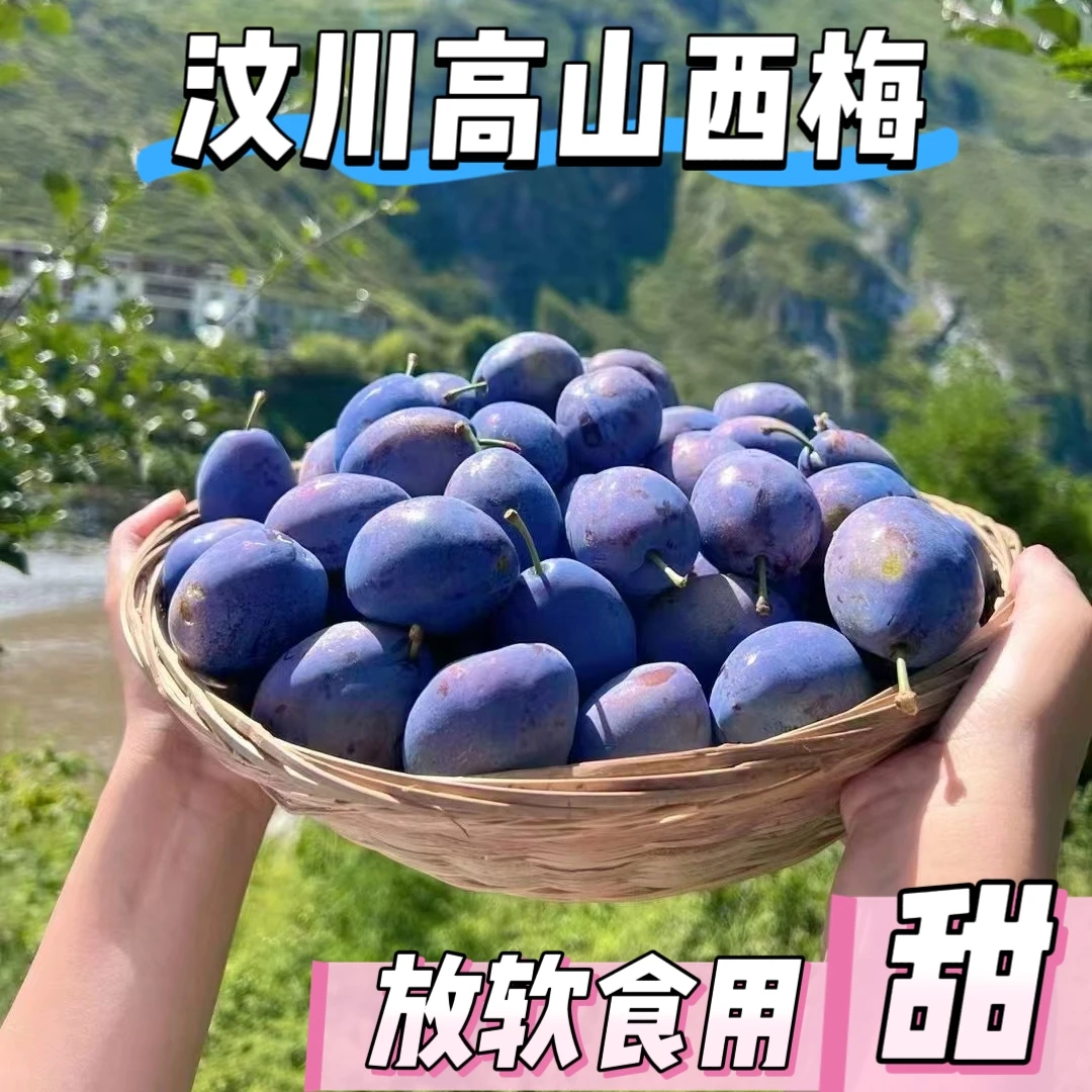 【汶川高山西梅】四川高山蓝蜜西梅 越软越甜新鲜应季水果送礼