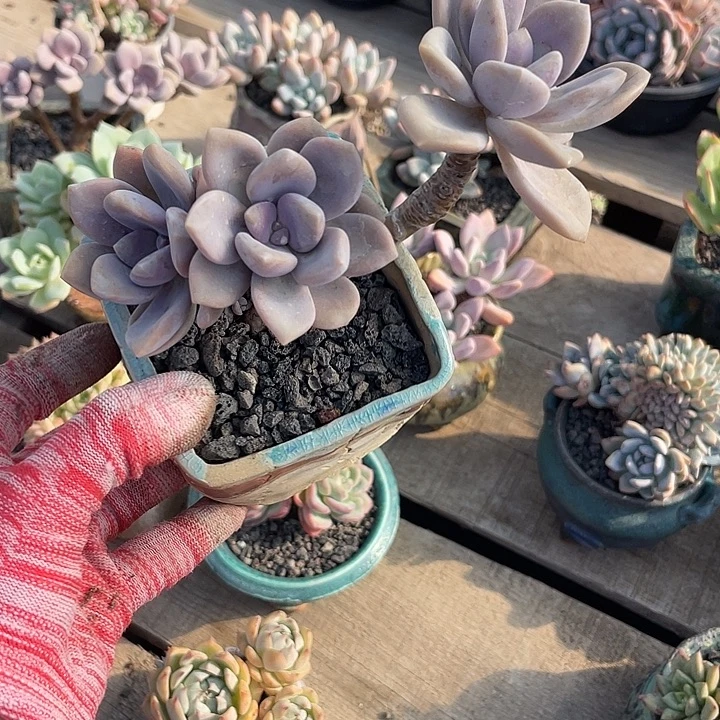 多肉植物多肉植物