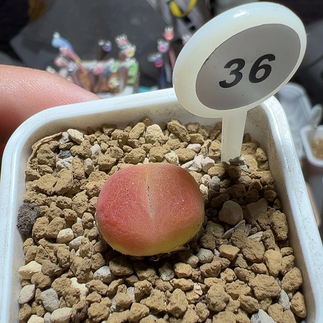 蟠桃一颗尺寸1.6……36号