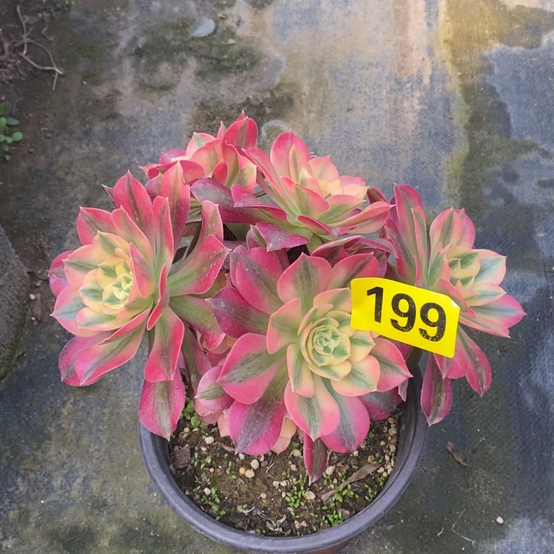 粉女巫多肉法师199