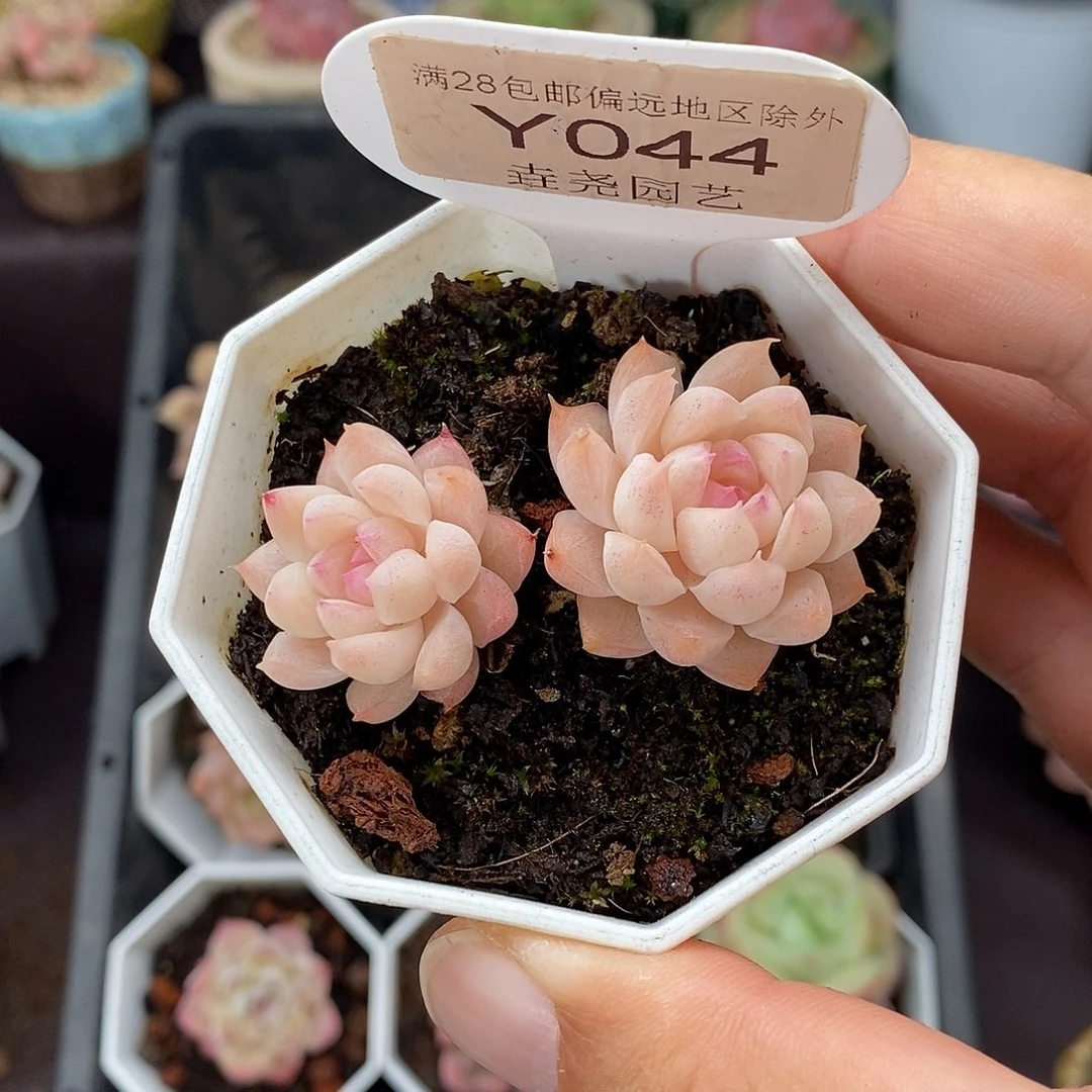 0044 女王 不包整  2.5cm