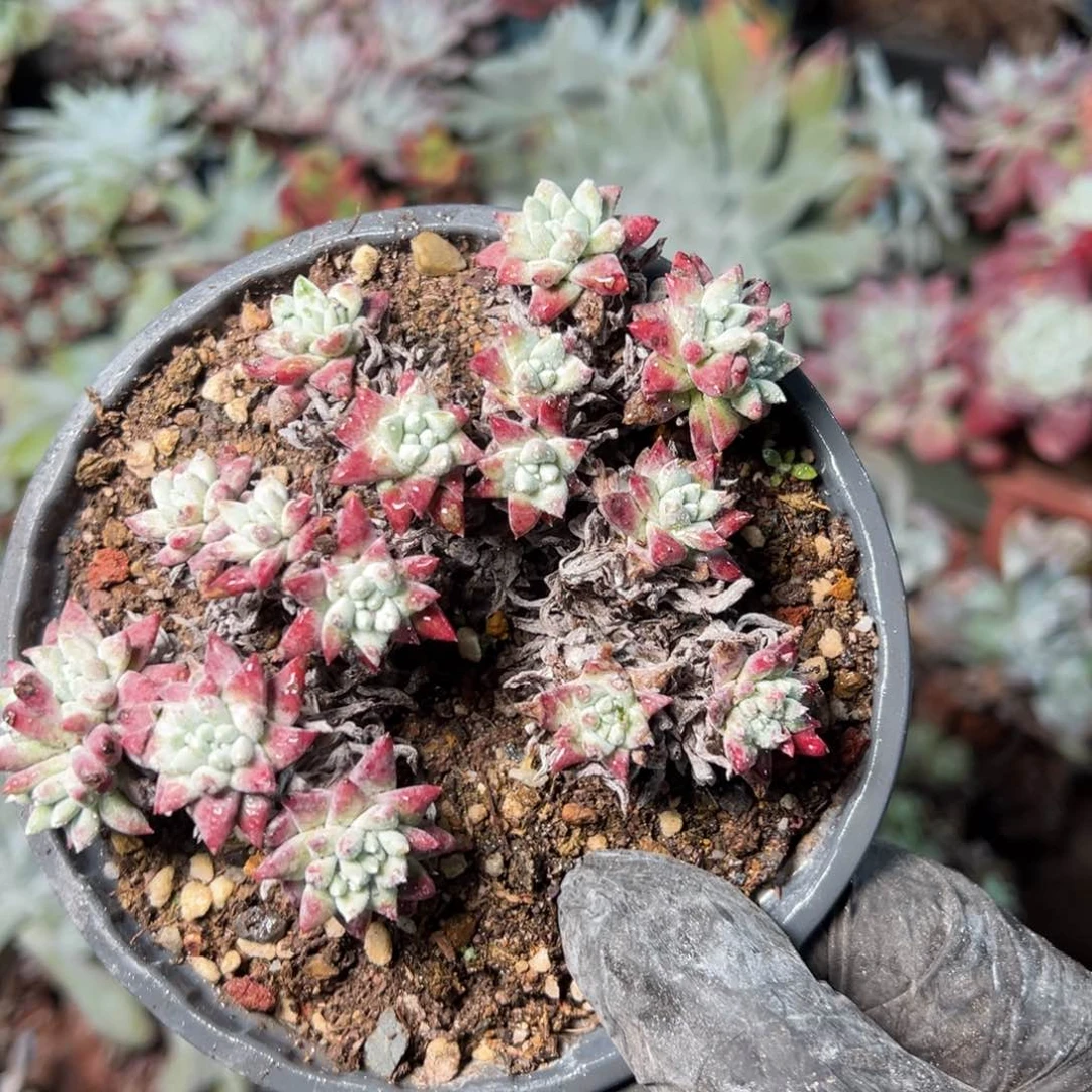 9000哈哈哈哈哈哈哈哈