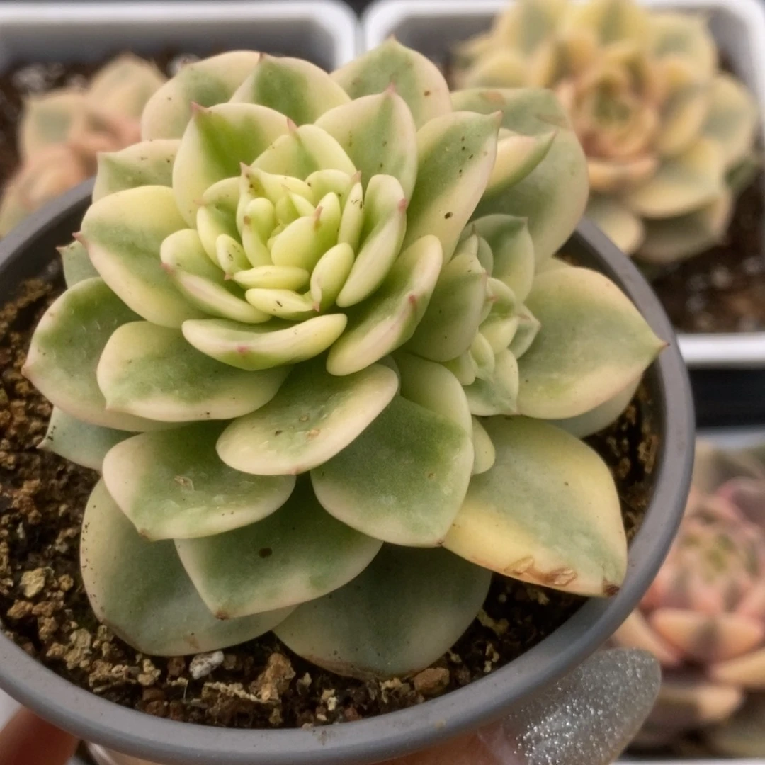 115蜡牡丹锦锦锦锦锦锦锦