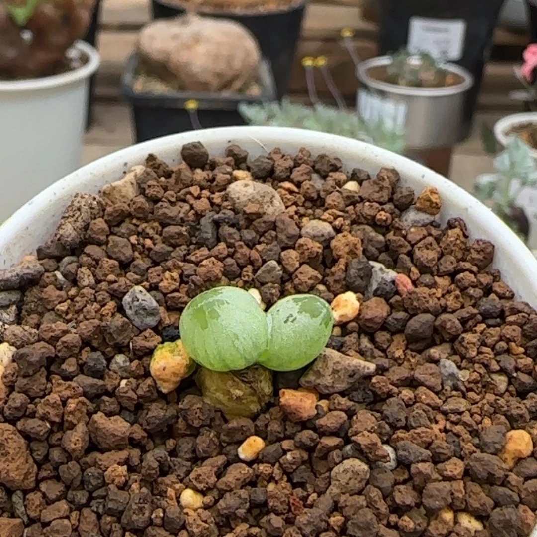 199洛丽塔满50包邮