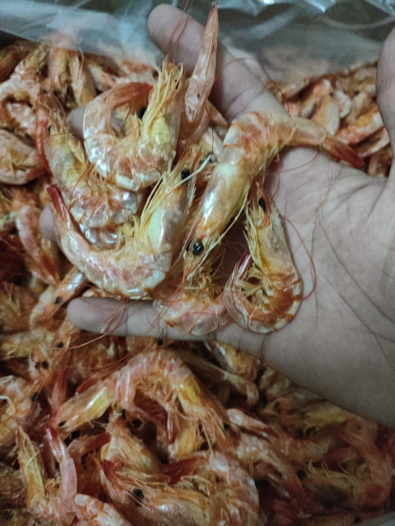 汕尾本港海水塭虾