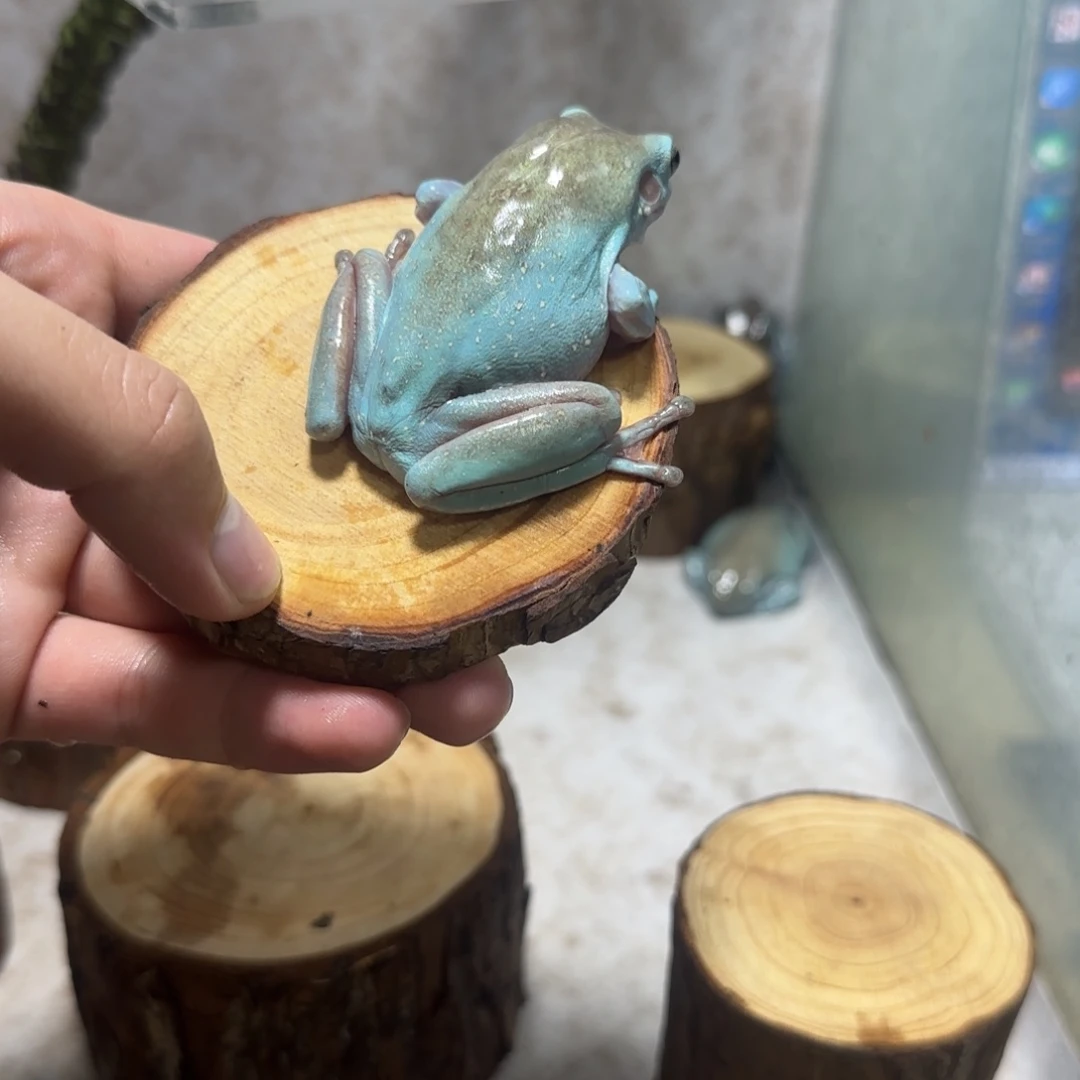 老爷树蛙16 特别金奥蓝