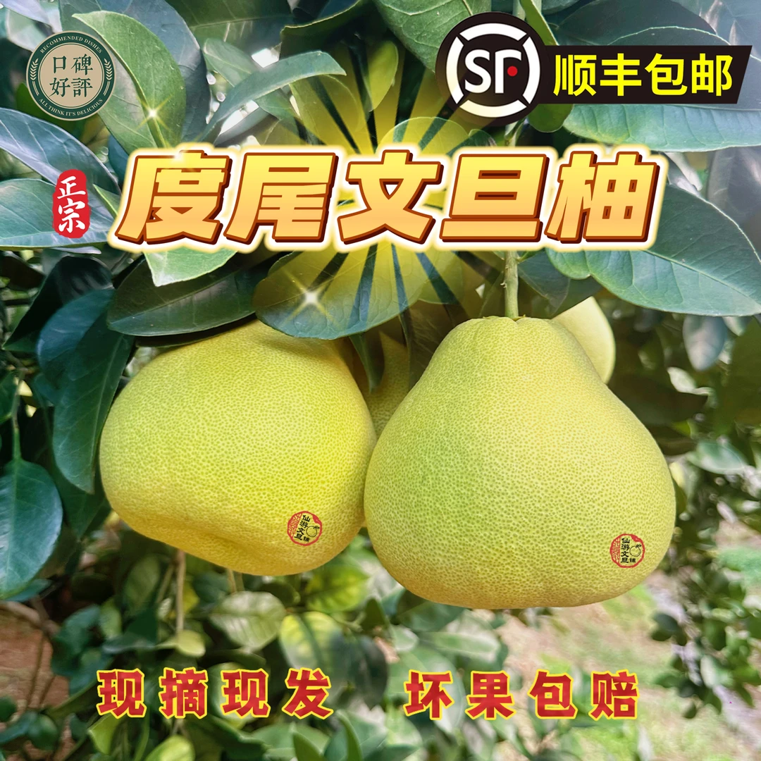 【正宗福建度尾文旦柚】现摘当季新鲜皮薄水果孕妇无孔多汁顺丰包邮