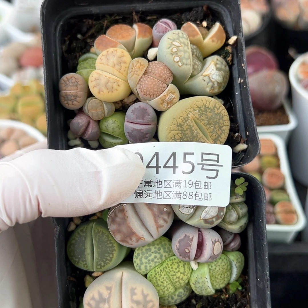 好养易活生石花大母本0445