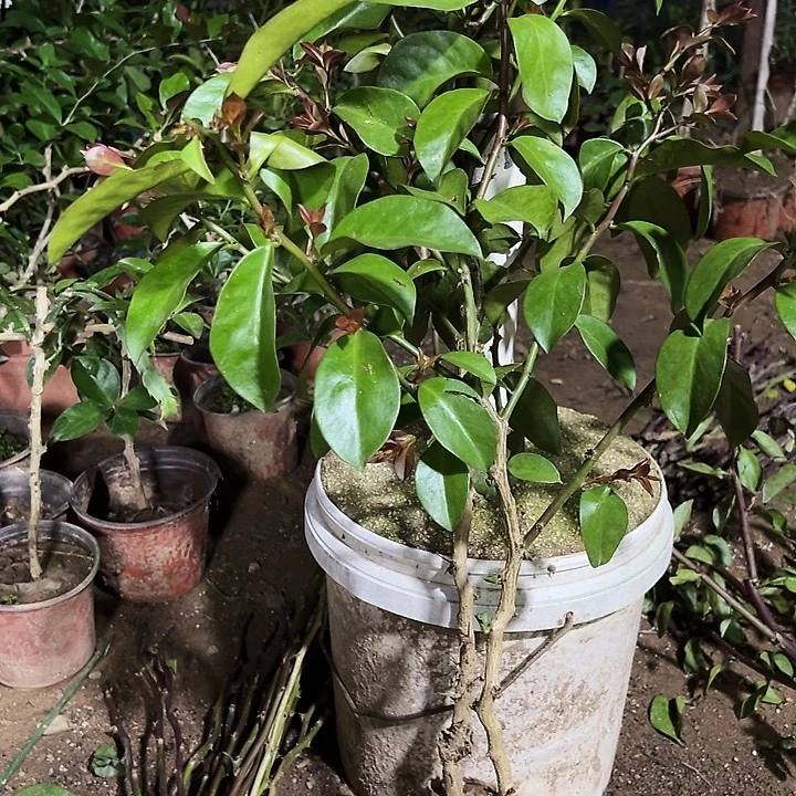 50公分左右树型叶仙两颗编号100