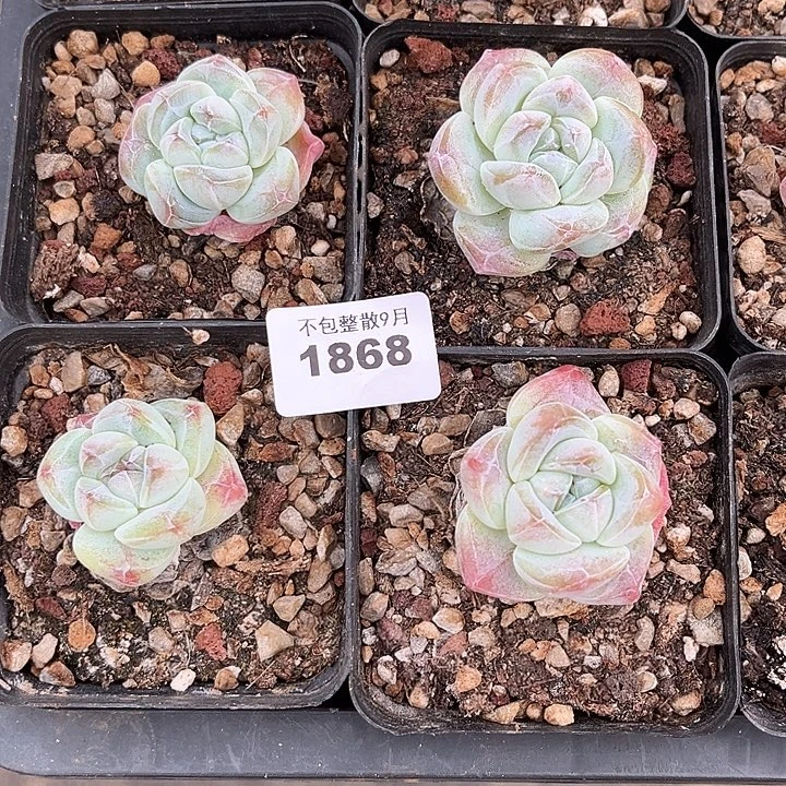 阿雅园艺。        1868冰玉精控
