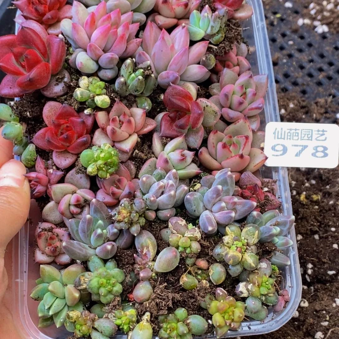 978多肉植物保护研究所