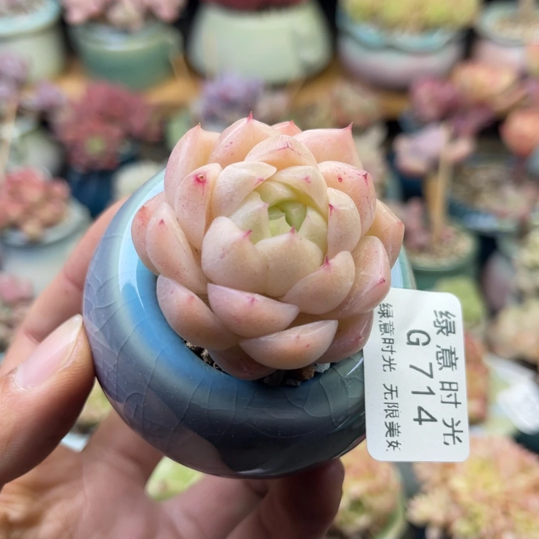 714 珍妮 带盆土发货 满28包邮