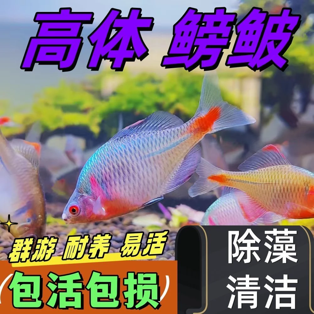 （到手38条）七彩鳑鲏鱼小型原生冷水观赏鱼除藻除油膜好养耐活