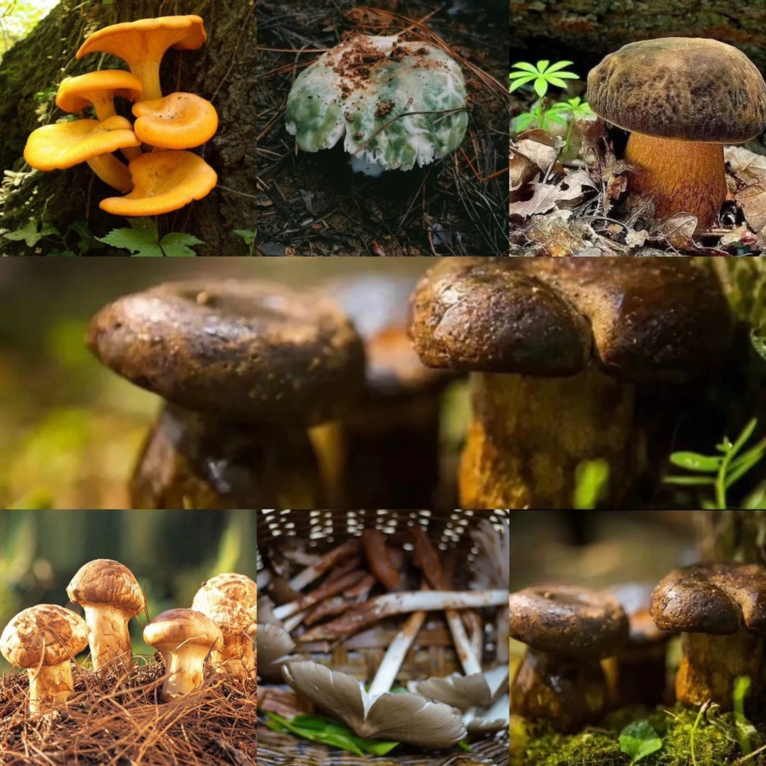 云南农产品新鲜野生菌（默认圆通快递.收到货冷冻保存）