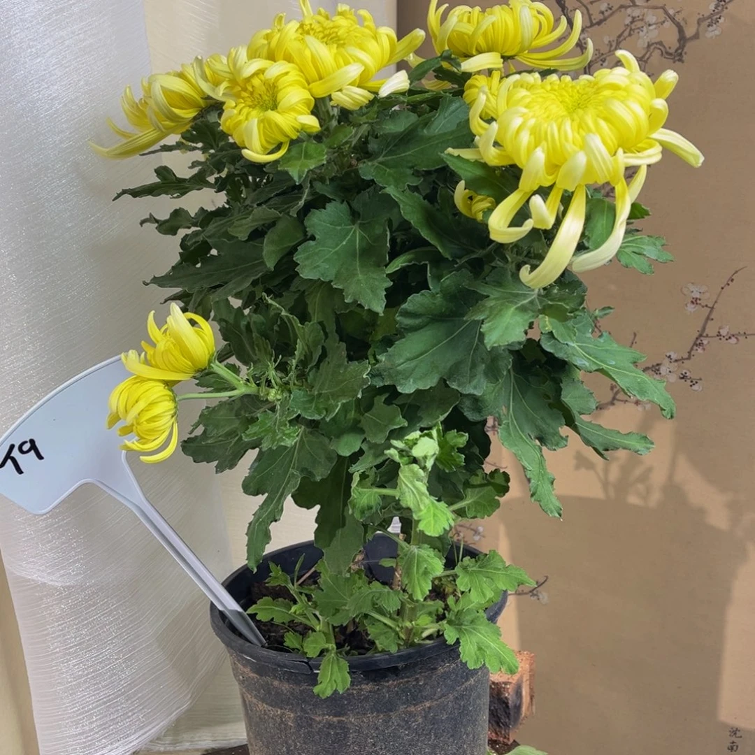 无花朵T99999999999